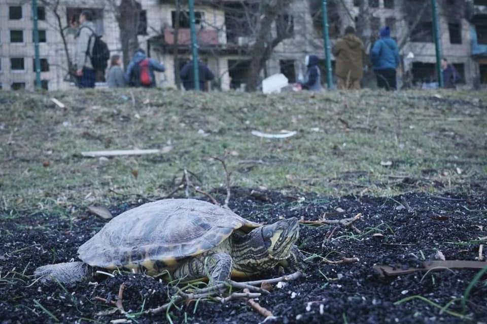 Po rosyjskim ataku na blok mieszkalny w kijowskiej dzielnicy Obołoń znaleziono żółwia, który prawdopodobnie wypadł z okna w czasie ostrzału