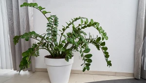 To najlepsze rośliny do cienia. Poradzą sobie z nimi nawet amatorzy