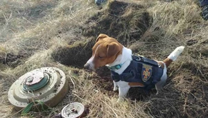 Oto Nabój. Pies pomaga ukraińskim żołnierzom