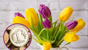 Co zrobić, żeby tulipany w wazonie dłużej zachowały świeżość?
