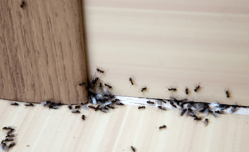Mrówki w domach szukają przede wszystkim pożywienia oraz ciepłego schronienia