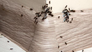 By pozbyć się mrówek, na ścieżce ich wędrówki można rozsypać sodę oczyszczoną, cynamon lub proszek do pieczenia