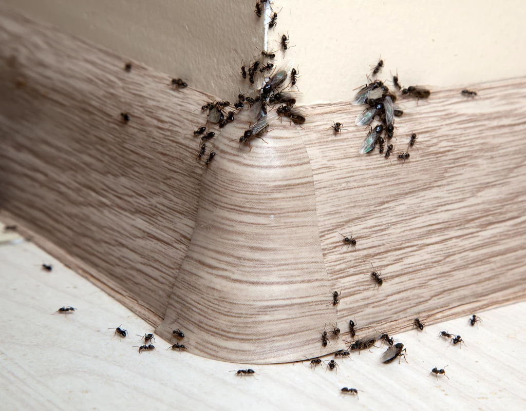 Mrówki są owadami, które mogą pojawić się w domu, a swoje gniazda budować w zakamarkach mebli oraz pod listwami