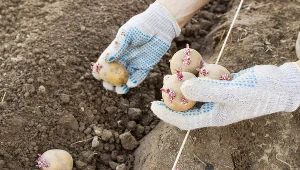Kiedy sadzić ziemniaki? Każdy region Polski ma dogodne terminy ich umieszczania w ziemi