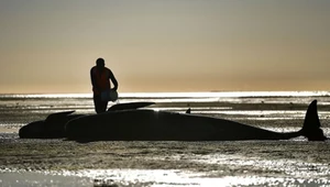 Wyrzucone na brzeg delfiny to niestety regularnie powtarzający się widok na mierzei Farewell Spit w Nowej Zelandii. W ostatnim zdarzeniu zginęło co najmniej 30 grindwali