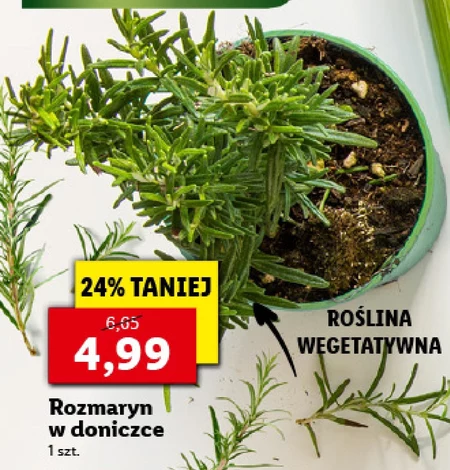 Rozmaryn