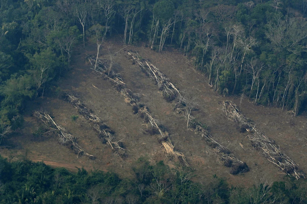Wycinka w brazylijskiej Amazonii.