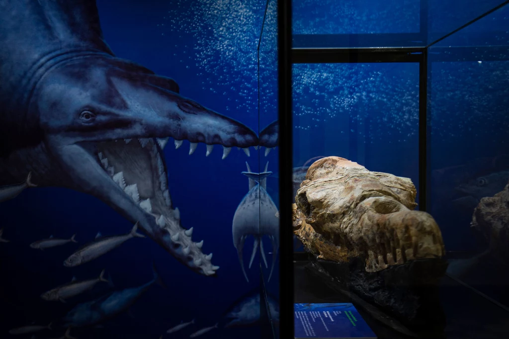 Na pustyni w Peru naukowcy odnaleźli skamieliny pradawnego wieloryba. Żył on na Ziemi 36 milionów lat temu i osiągał nawet 17 metrów długości