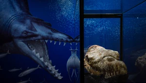 Prehistoryczny wieloryb odkryty w Peru. To prawdziwy morski gigant