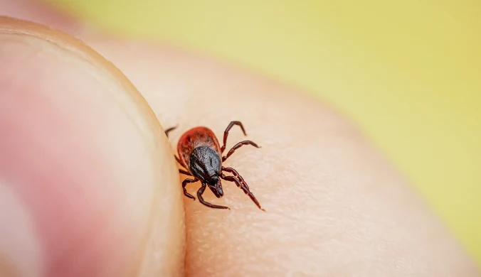 Nowa choroba przenoszona przez kleszcze. Może być zagrożeniem dla ludzi
