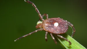 Kleszcze Lone Star przenoszą w Ameryce groźnego wirusa - wirusa Heartland