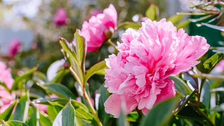 Jesienne cięcie piwonii to ważny zabieg.