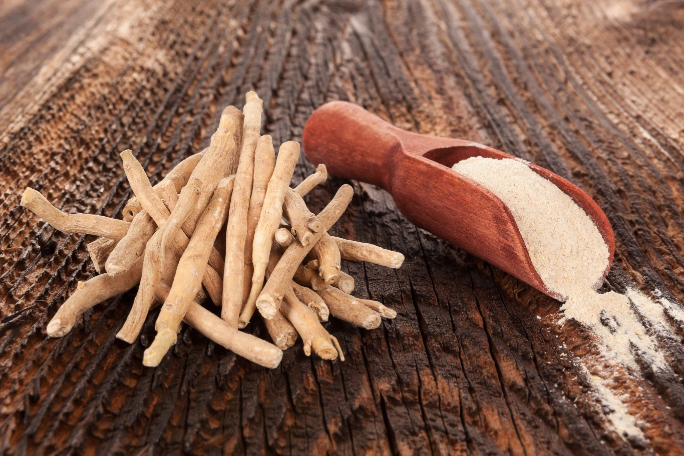 Ashwagandha najczęściej dostępna jest w formie sproszkowanej Ashwagandha najczęściej dostępna jest w formie sproszkowanej