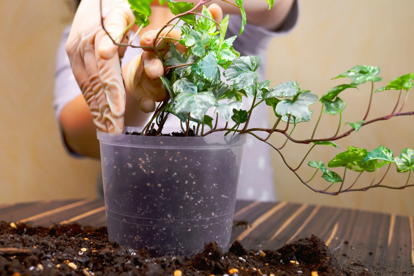 Bluszcz to odporna i mało wymagająca roślina Bluszcz to odporna i mało wymagająca roślina