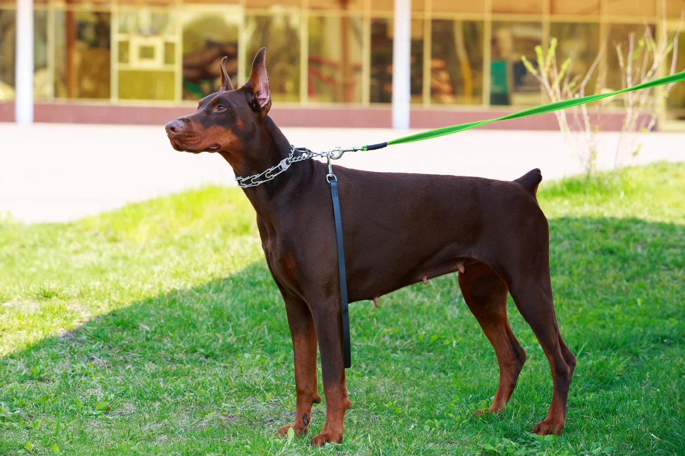 Dobermany, mimo że są rodzinnymi psami, są często narażone na choroby serca Dobermany, mimo że są rodzinnymi psami, są często narażone na choroby serca