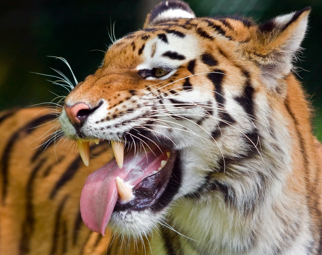 Diegoaelurus vanvalkenburghae są dalekimi krewnymi tygrysów