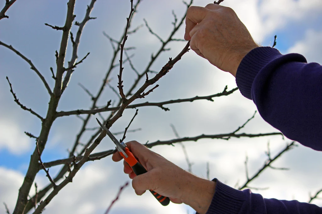 Przycinanie krzewów na wiosnę powinno odbyć się w czasie ładnej pogody, z wykorzystaniem odpowiednich narzędzi