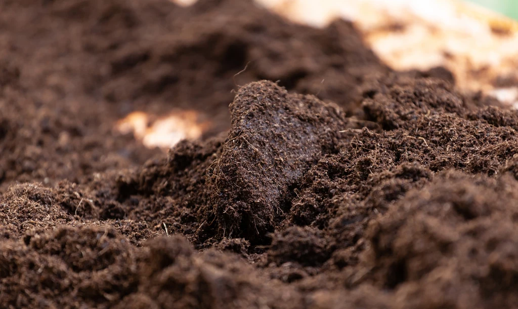 Gleba powinna być odpowiednio przygotowana przed zasadzeniem w niej rozsad