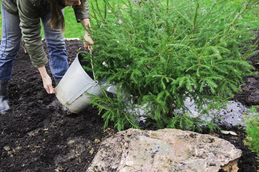 Do nawożenia roślin wykorzystaj kompost lub torf