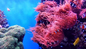 Rafy koralowe w niebezpieczeństwie. Koralowce już się nie regenerują 