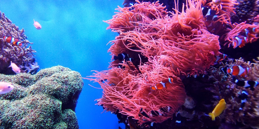 Koralowce Wielkiej Rafy powoli umierają. 