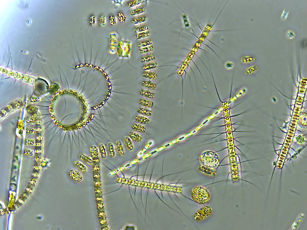 Fitoplankton pod mikroskopem.
