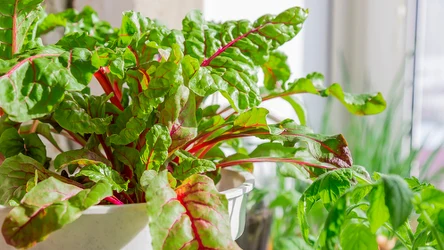 Botwina to nowalijka pełna witamin i cennych składników odżywczych. Można wykorzystać ją w kuchni na wiele sposobów.  