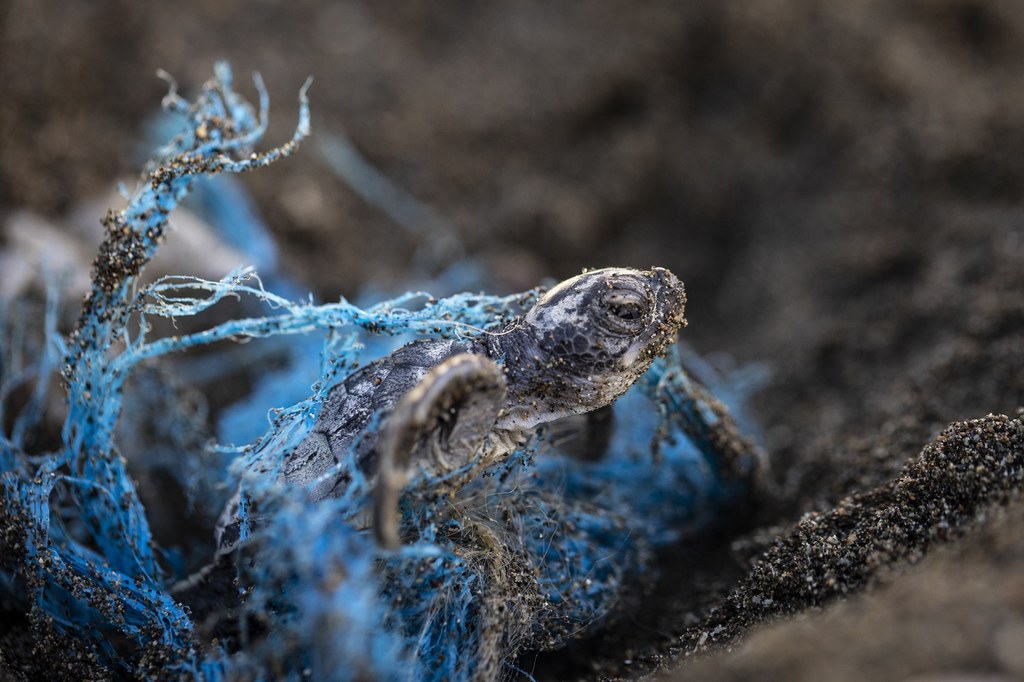 Plastik zanieczyszczający oceany ma zgubny wpływ na zdrowie zwierząt i ludzi