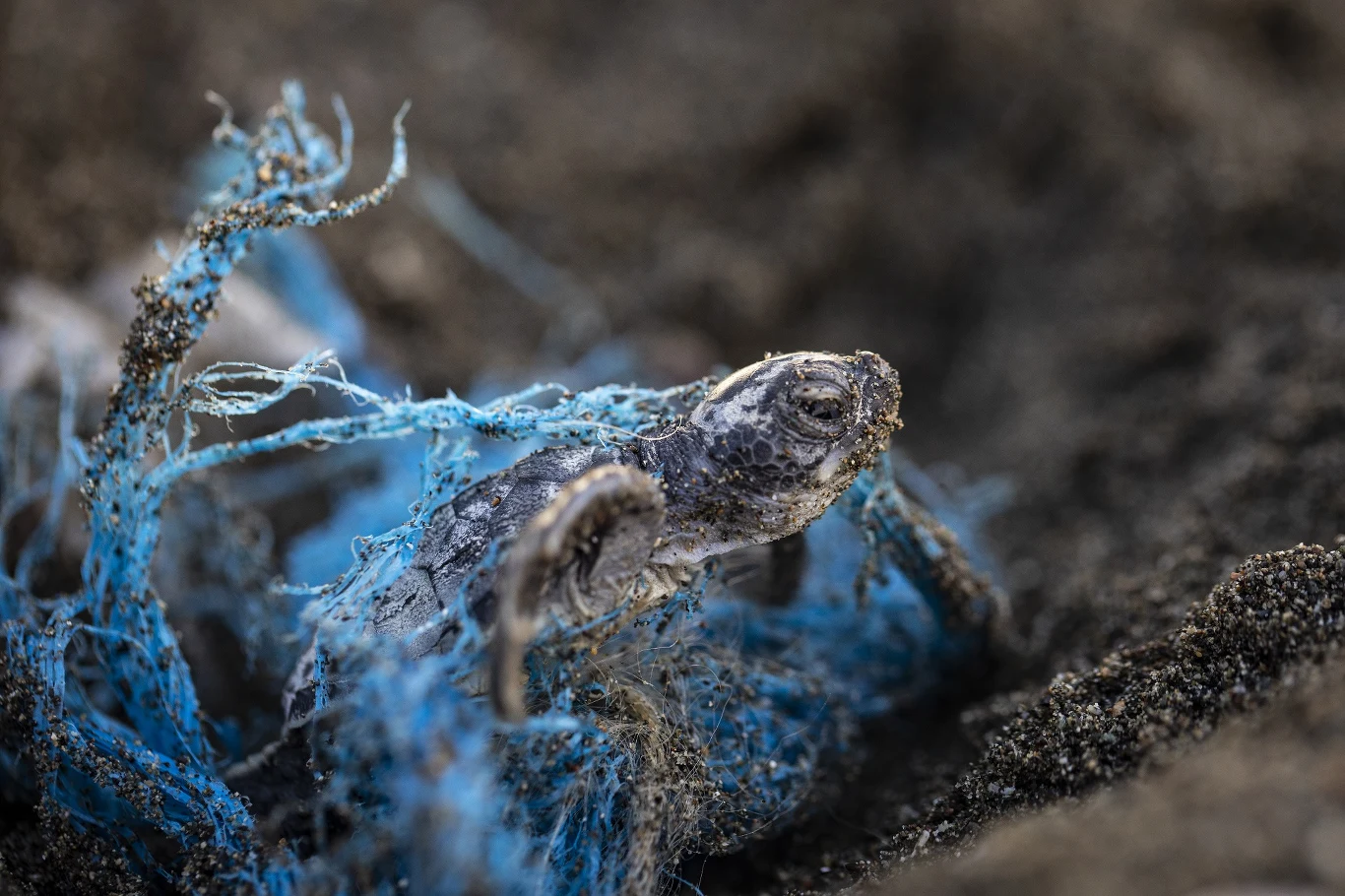 Plastik zanieczyszczający oceany ma zgubny wpływ na zdrowie zwierząt i ludzi Plastik zanieczyszczający oceany ma zgubny wpływ na zdrowie zwierząt i ludzi