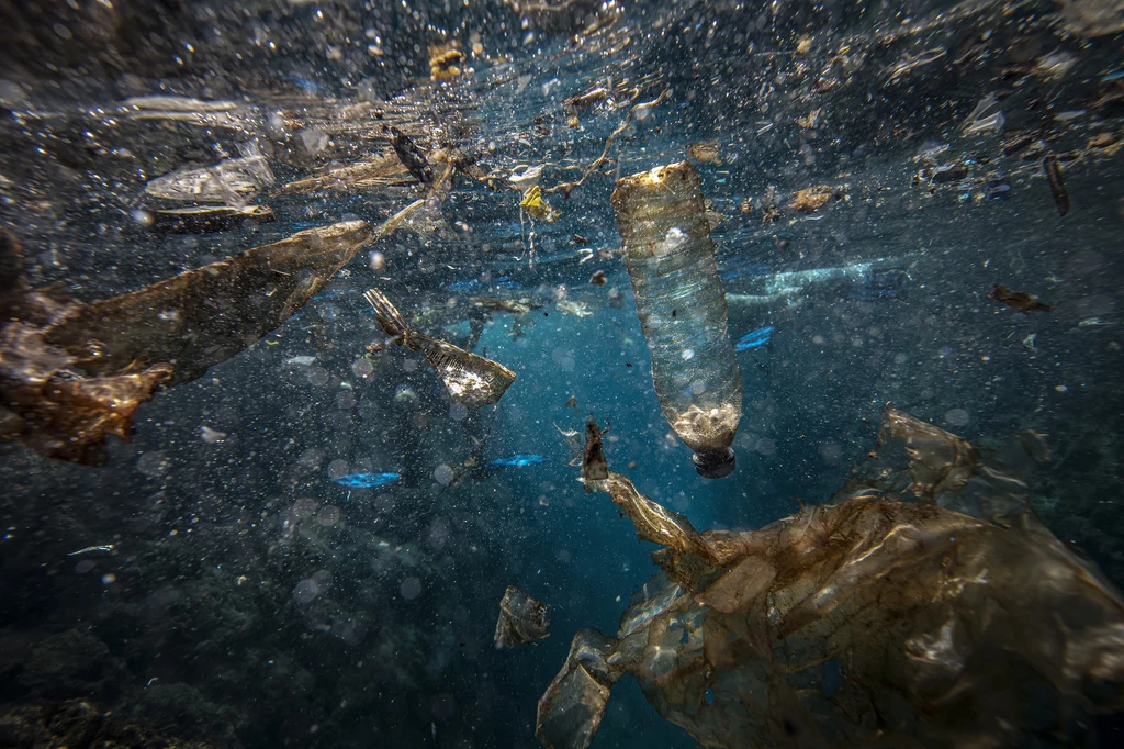 Tworzywa sztuczne zanieczyszczające oceany mogą się rozkładać na mikroplastiki, które potem trafiają do ludzkich i zwierzęcych organizmów