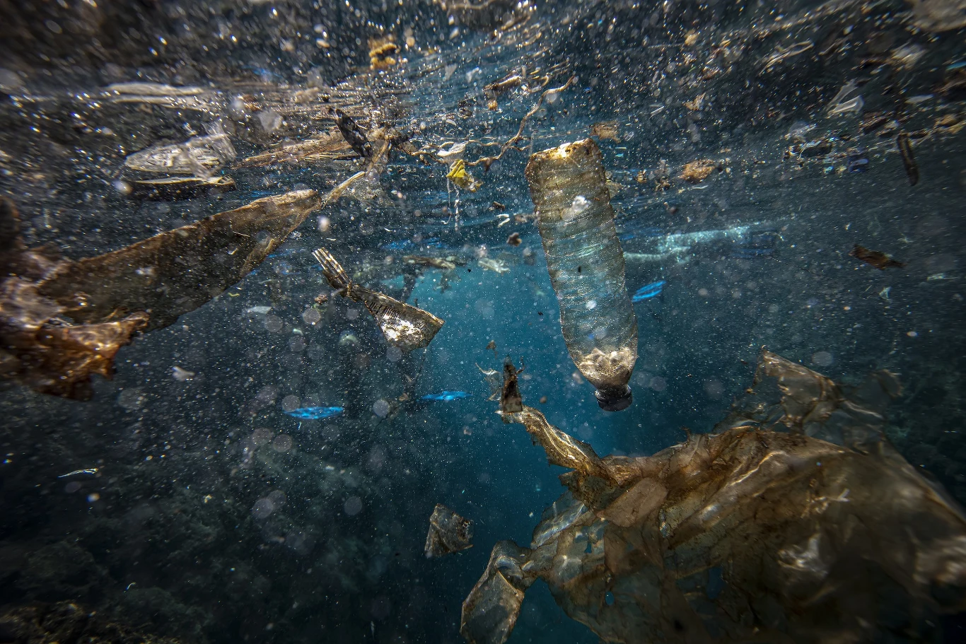 Tworzywa sztuczne zanieczyszczające oceany mogą się rozkładać na mikroplastiki, które potem trafiają do ludzkich i zwierzęcych organizmów Tworzywa sztuczne zanieczyszczające oceany mogą się rozkładać na mikroplastiki, które potem trafiają do ludzkich i zwierzęcych organizmów