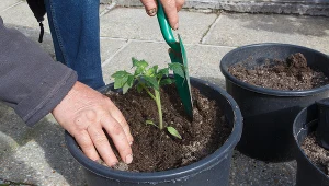 Termin wysiewu pomidorów tuż, tuż. Tak przygotujesz sadzonki
