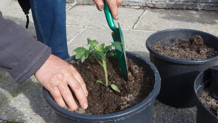 Jak przygotować sadzonki pomidorów?