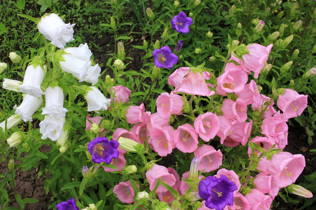 Dzwonki są ciekawymi roślinami, które pięknie kwitną na wiosnę