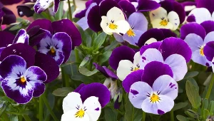 Bratki mogą kwitnąć aż do października. Wystarczy, że po zakupie zrobisz to