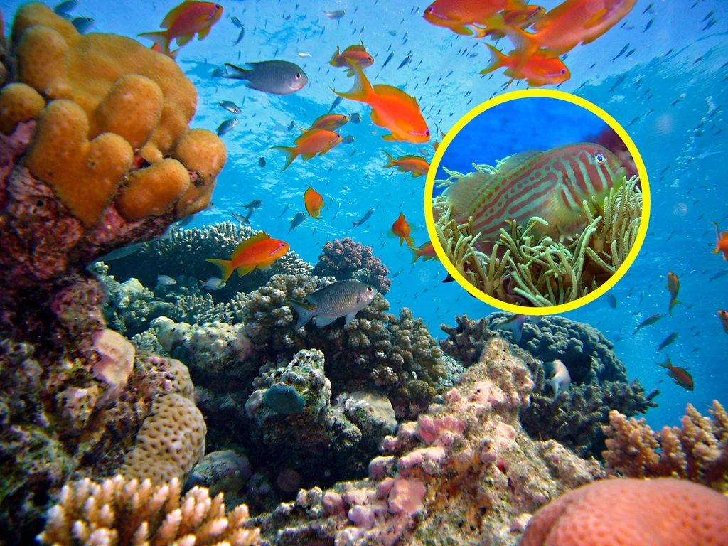 Z powodu globalnego ocieplenia powodującego wybielanie raf koralowych cierpią też ryby. Jaskrawych, kolorowych gatunków jest coraz mniej