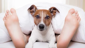 Czy pies może spać z nami w łóżku? Jaką podjąć decyzję?  