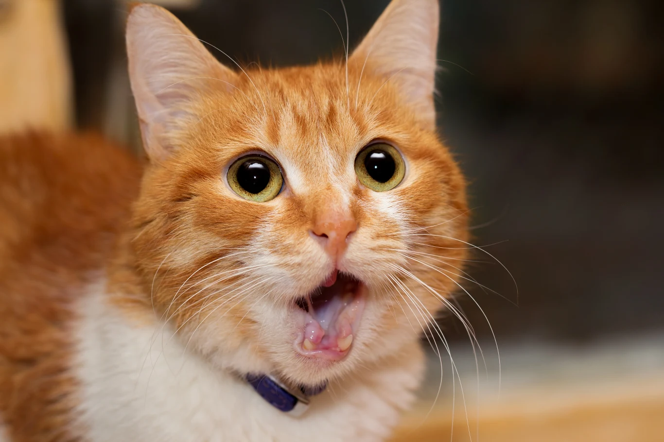 Kocie źrenice umożliwiają lepsze widzenie po zmroku