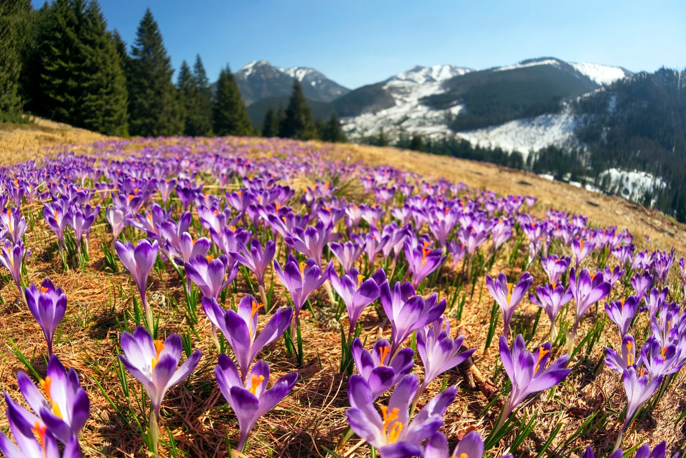 Polana Chochołowska to z całą pewnością jedna z najpiękniejszych wiosennych atrakcji Podhala 