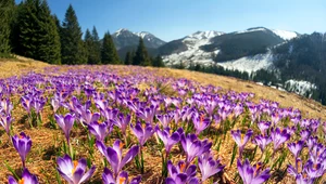 Zachwycają co roku. Kiedy jechać w Tatry, żeby zobaczyć krokusy?