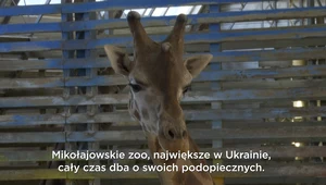 Zwierzęta blisko linii frontu. Opiekunowie zostali z nimi