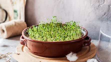 Jak posiać rzeżuchę na wacie przed Wielkanocą?