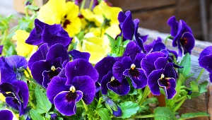 Podlewaj tym bratki wiosną. W mig rozkwitną i będą rosły, jak na drożdżach