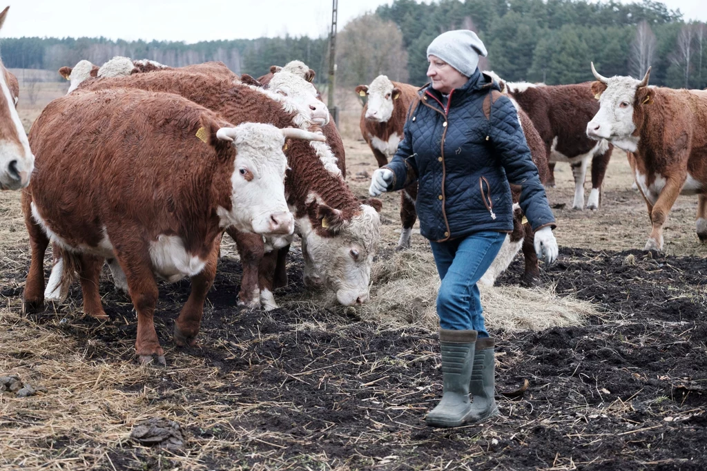 Jedna z krów Emilki cierpi na zapalenie płuc