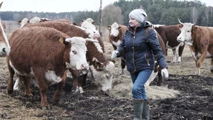 Rolnicy.Podlasie: Zwierzęta na pierwszym miejscu