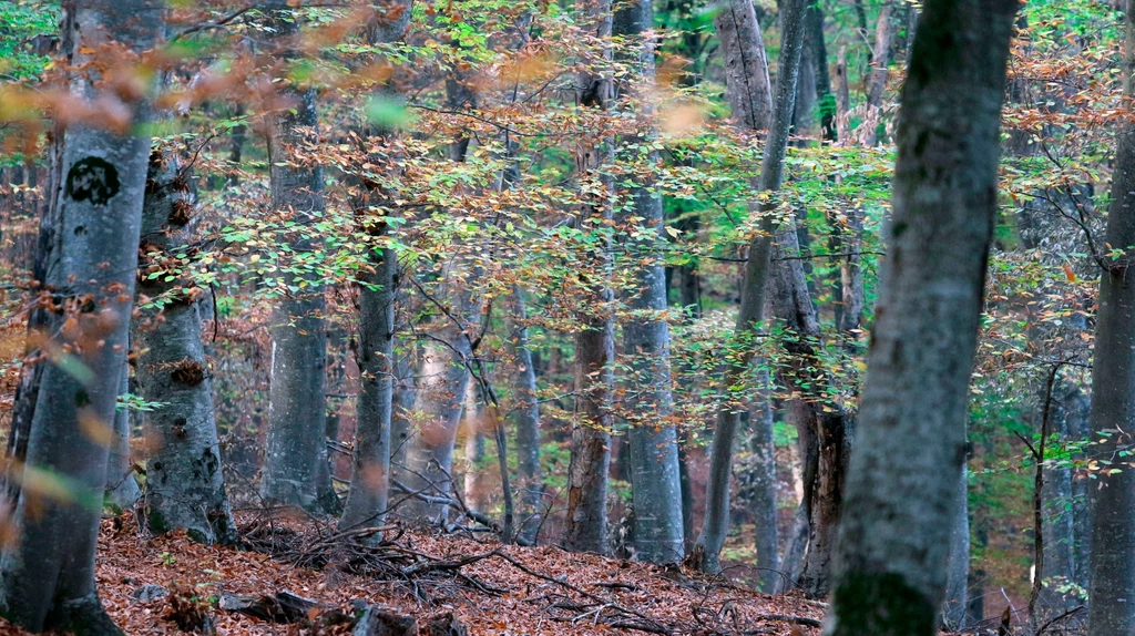 Przyczyną zamierania lasów są zmiany klimatu