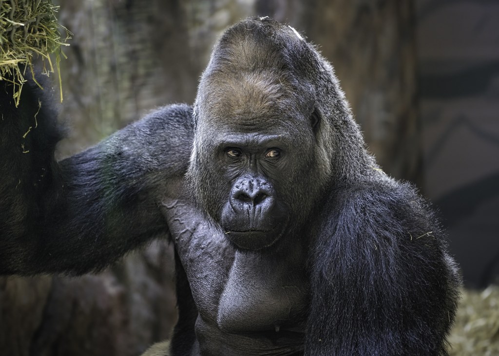 Wiele odnotowanych zakażeń dotyczyło zwierząt z ogrodów zoologicznych - na przykład geparda, który złapał szczep ludzkiej grypy - ale dotyczyły także dzikich zwierząt, takich jak goryle górskie w Ugandzie, które złapały kilka infekcji bakteryjnych powodujących biegunk