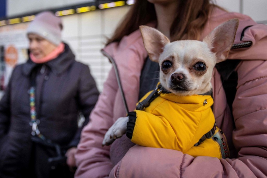 Ukraińcy i Ukrainki uciekający przed wojną do Polski zabierają ze sobą zwierzęta domowe. W punkcie pomocy w Przemyślu pomagają im polscy wolontariusze 