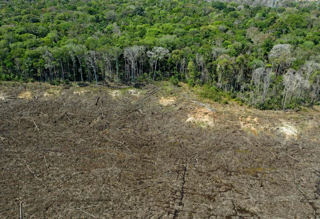 Wylesianie Amazonii jest ogromnym problemem dla środowiska.