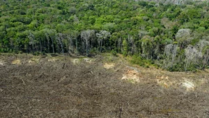 NFT ochronią Amazonię? To propozycja brazylijskiej firmy